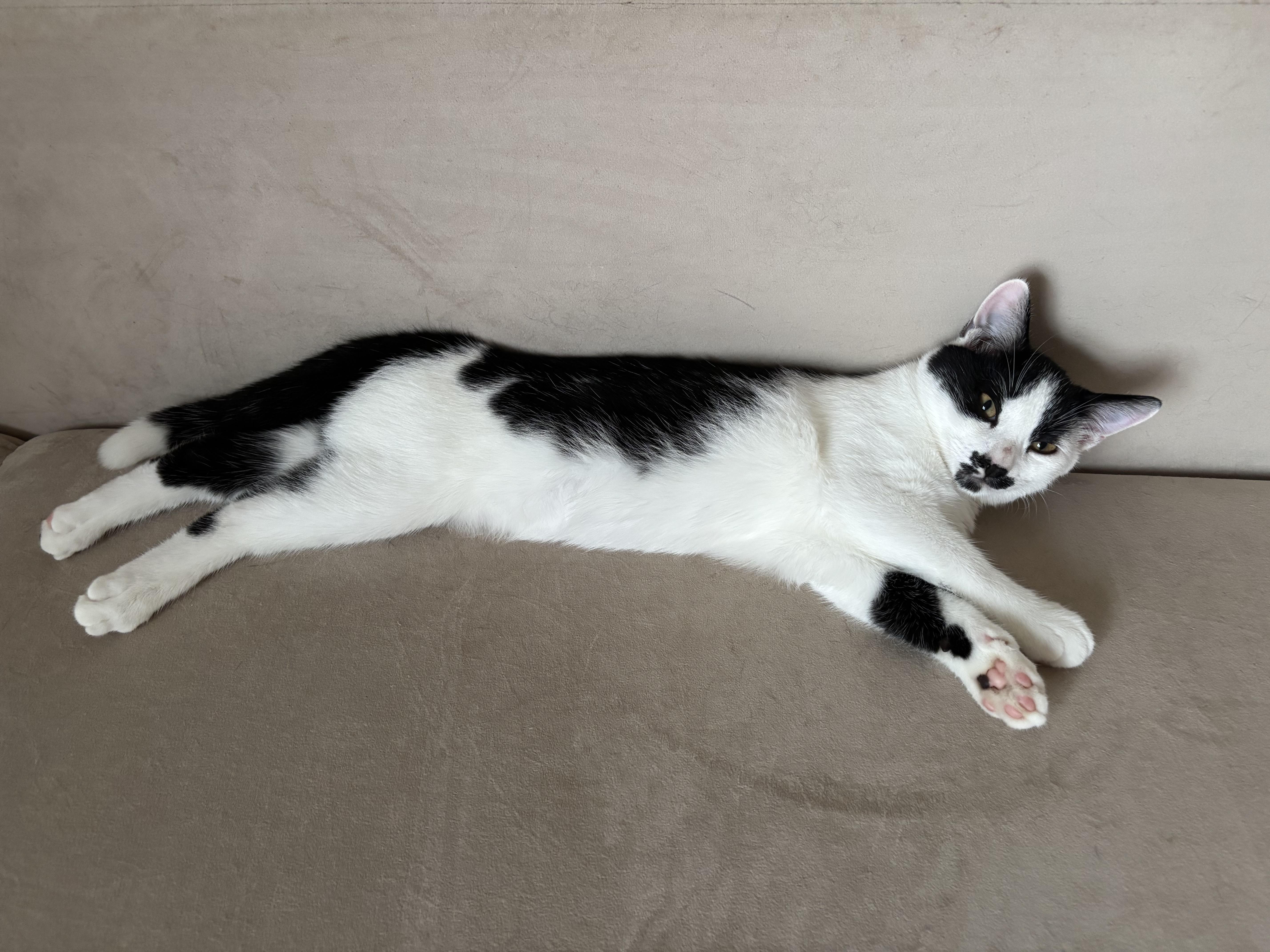 Enlarge Marshmallow, a Adopted American Shorthair in Brooklyn, NY image 4/5