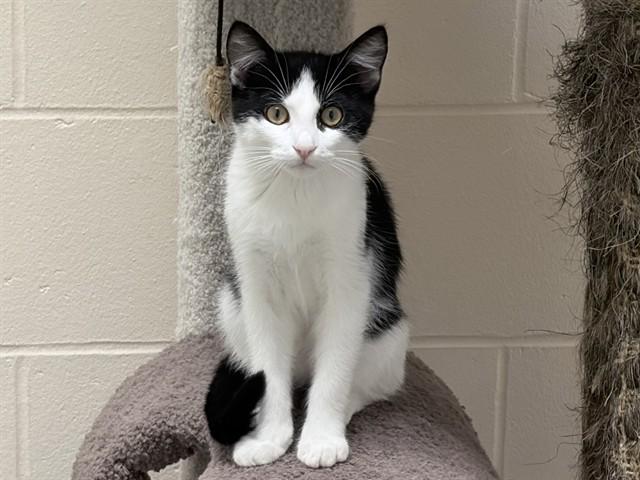 Enlarge ERIK, a Adoptable Domestic Short Hair in Ames, IA image 1/1