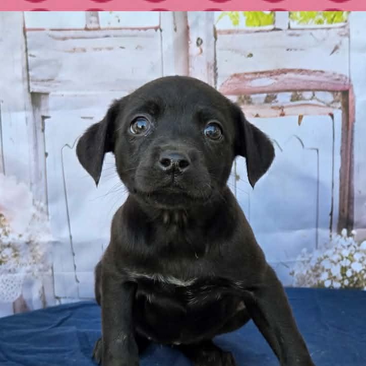 Darla, ADOPTABLE, Puppy Female Australian Cattle Dog / Blue Heeler & Hound.