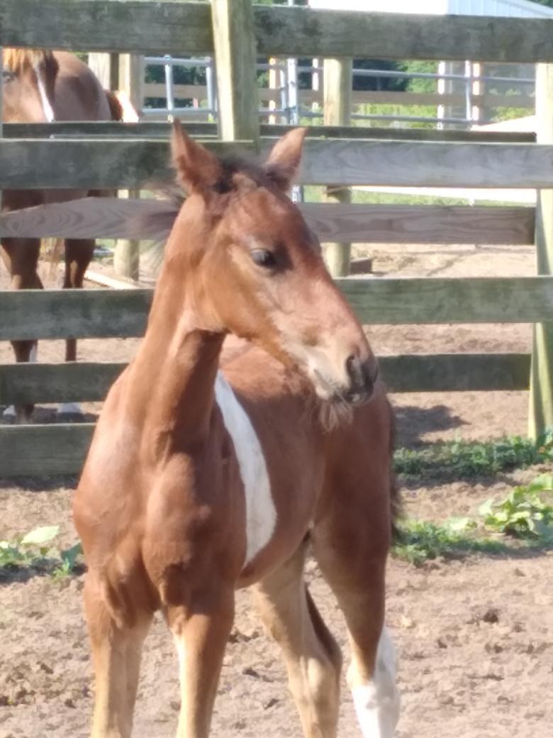 Enlarge Dunbar, a Adopted mixed breed in Leitchfield , KY image 6/6
