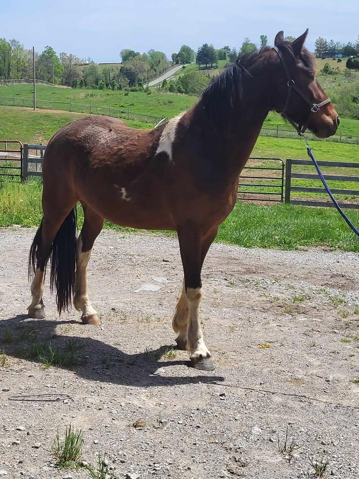 Enlarge Dunbar, a Adopted mixed breed in Leitchfield , KY image 4/6