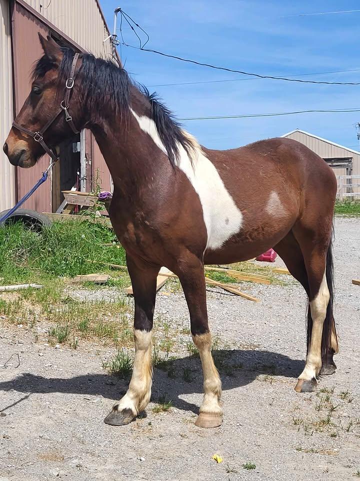 Enlarge Dunbar, a Adopted mixed breed in Leitchfield , KY image 1/6