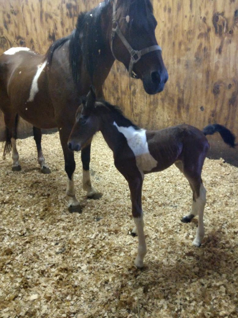 Enlarge Dunbar, a Adopted mixed breed in Leitchfield , KY image 2/6