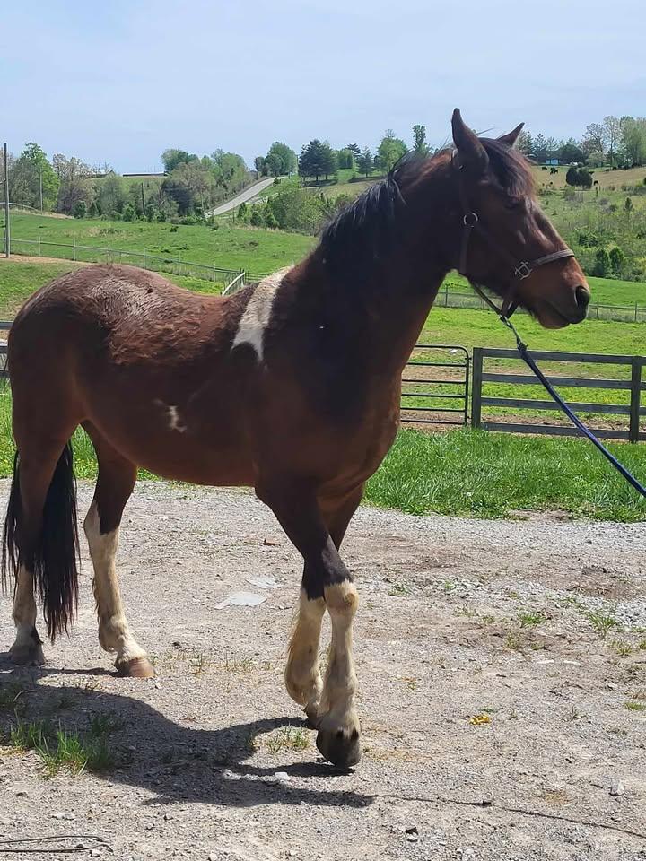 Enlarge Dunbar, a Adopted mixed breed in Leitchfield , KY image 3/6