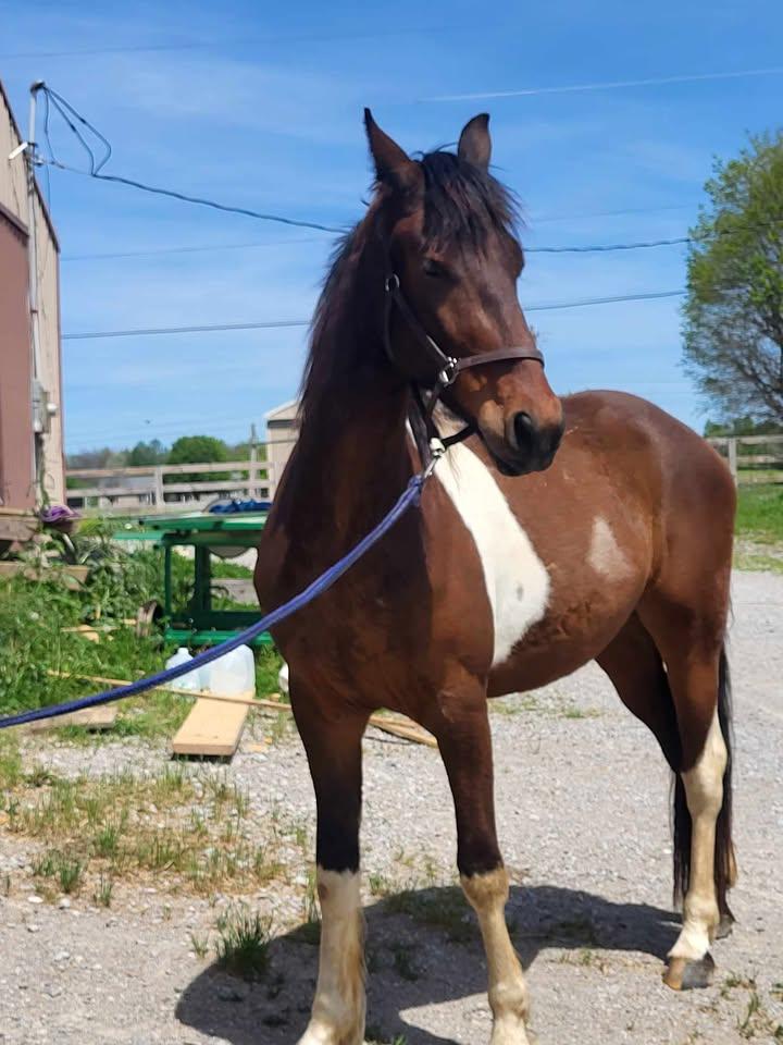 Enlarge Dunbar, a Adopted mixed breed in Leitchfield , KY image 5/6