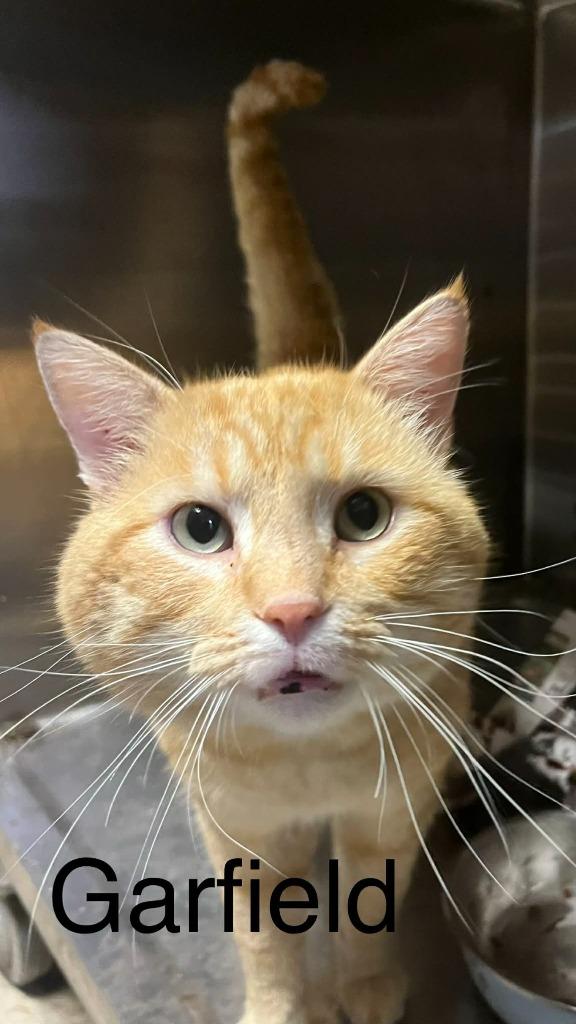 Enlarge Garfield, a Adoptable mixed breed in Princeton, IN image 2/2
