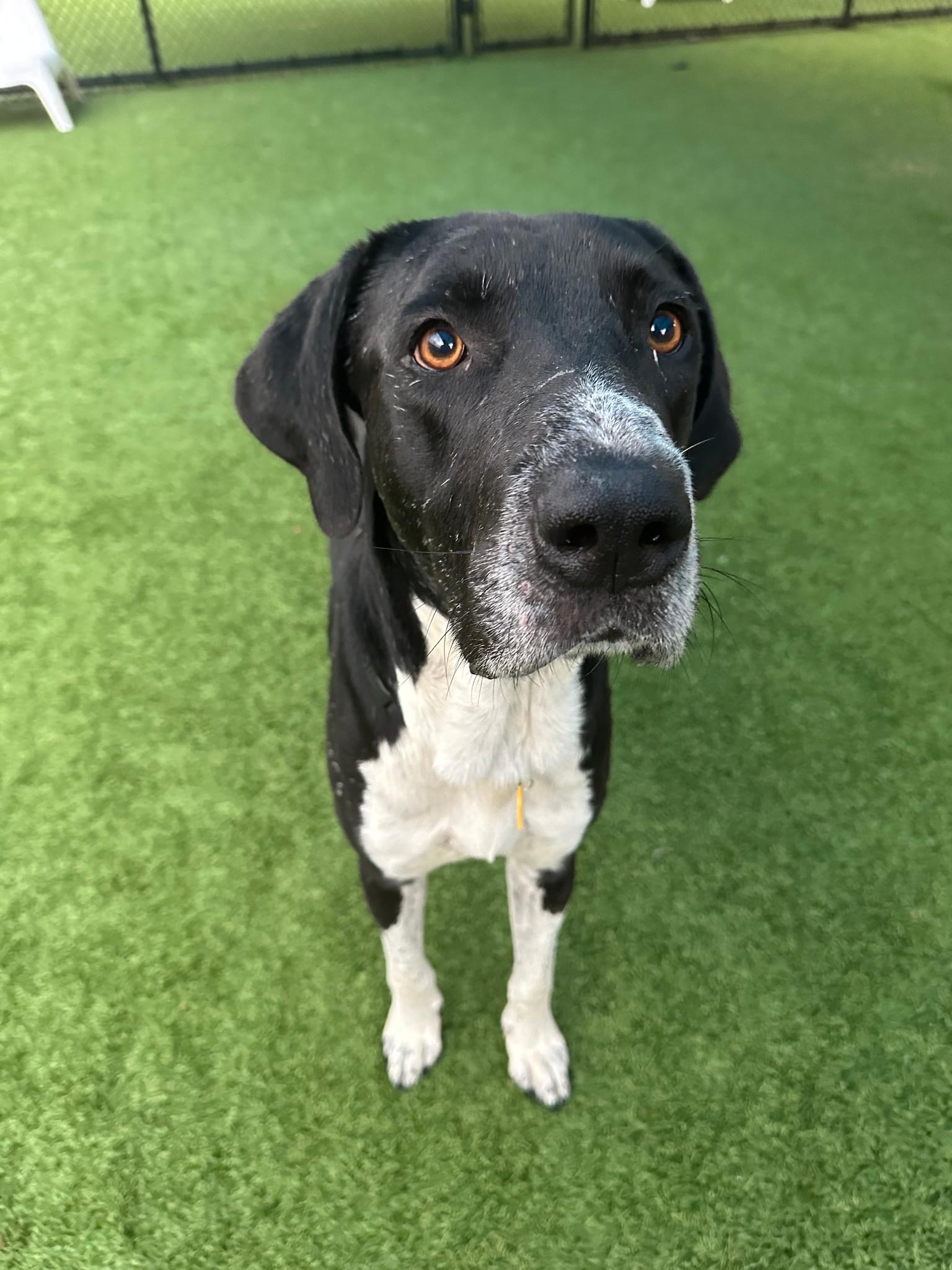 Jack McCoy, an adoptable Great Dane, Maremma Sheepdog in Fort Collins , CO, 80521 | Photo Image 4
