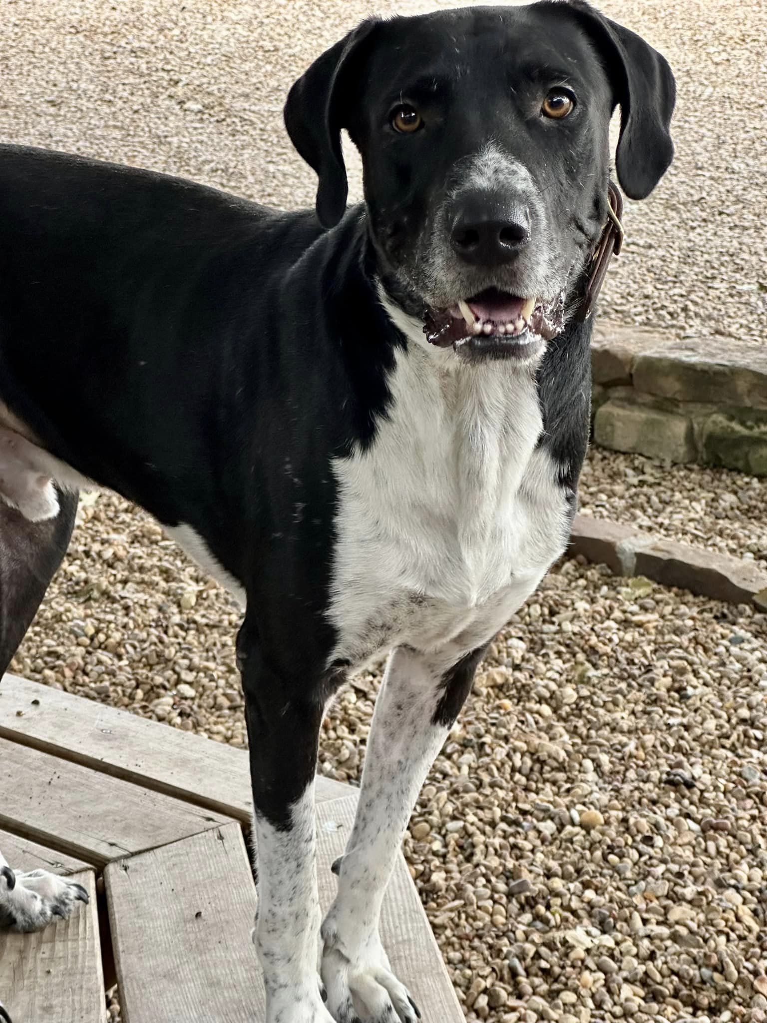 Jack McCoy, an adoptable Great Dane, Maremma Sheepdog in Fort Collins , CO, 80521 | Photo Image 2