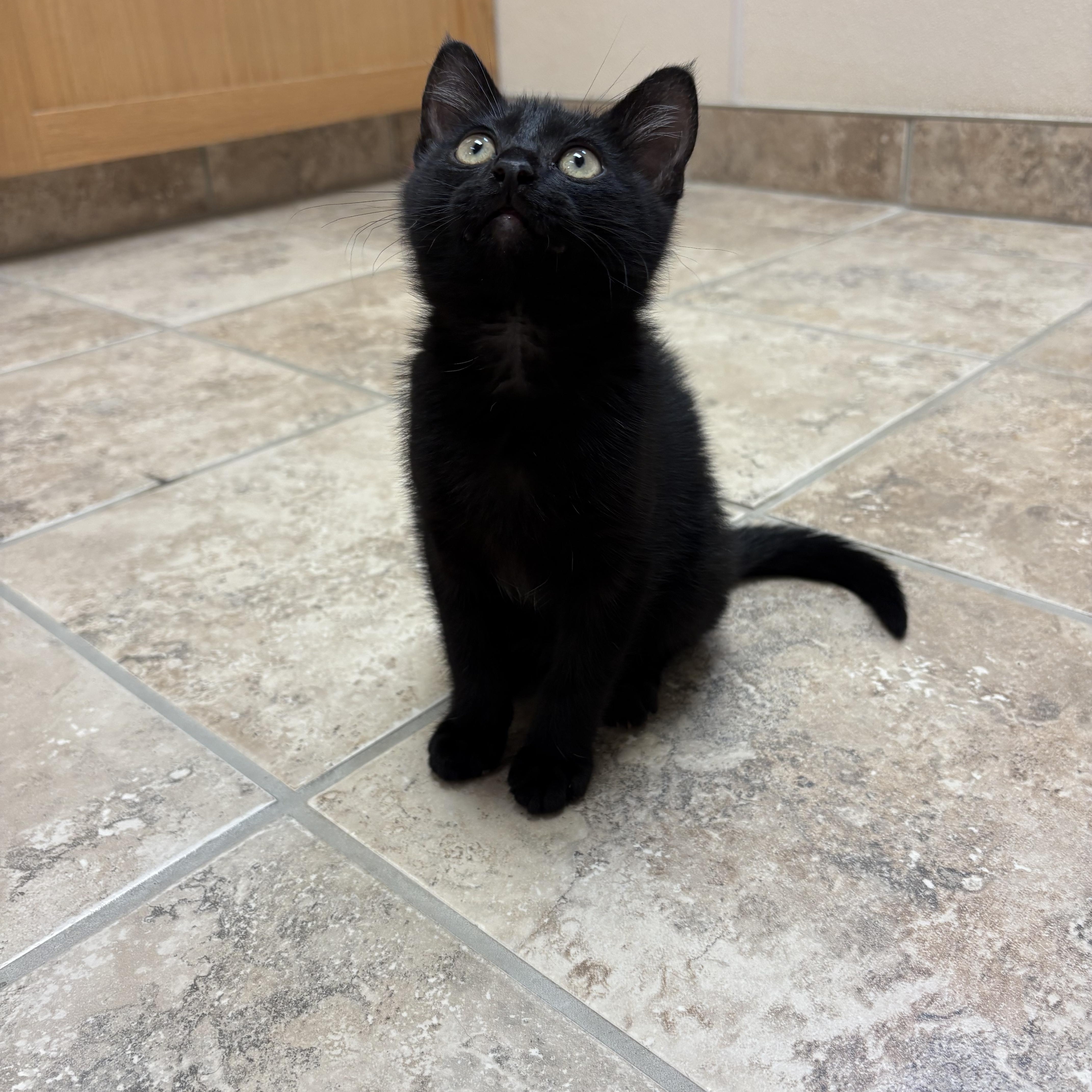 Chevelle, ADOPTABLE, Kitten Male Domestic Short Hair.