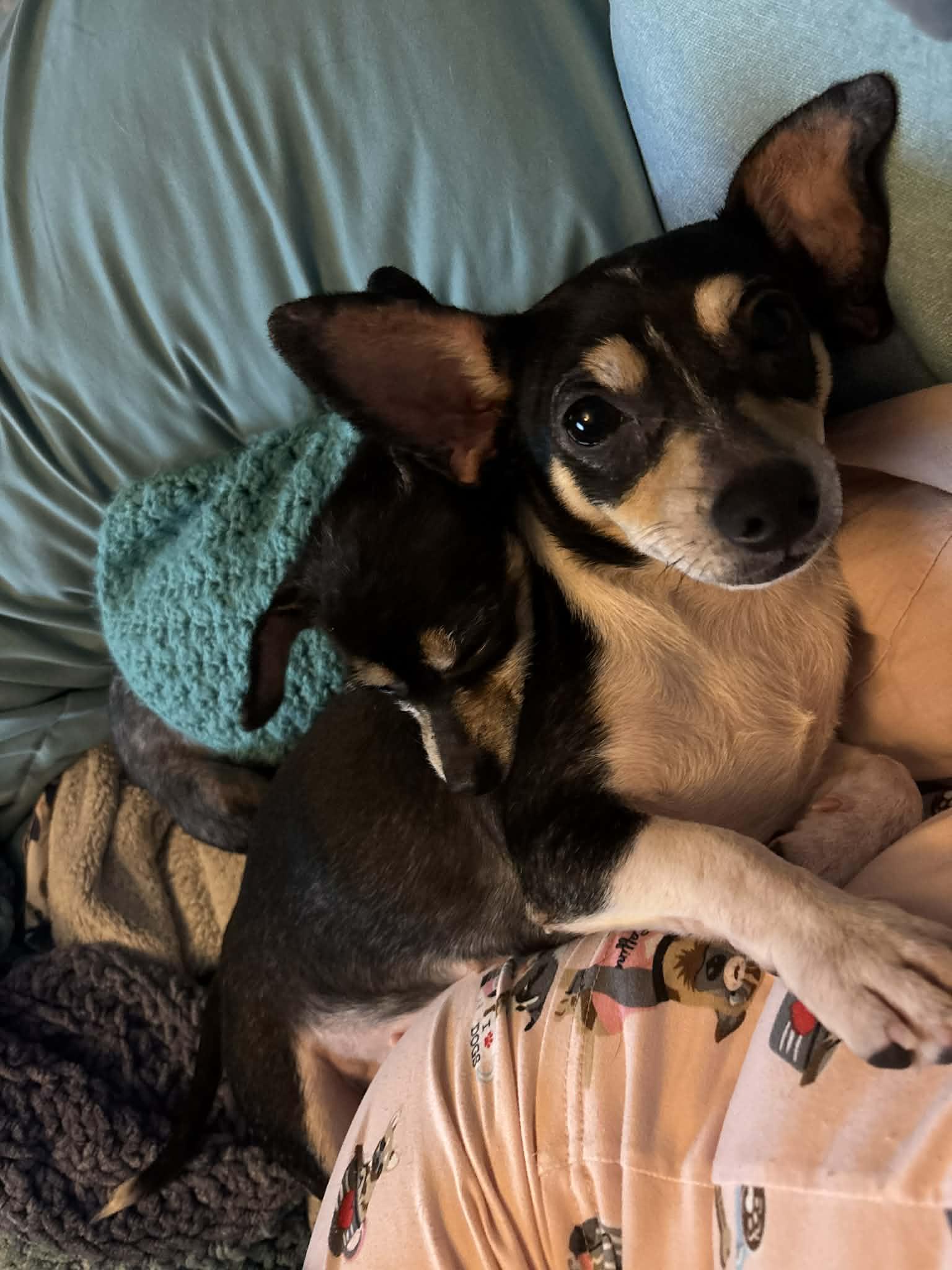 Kiva (and Cece), a ADOPTABLE mixed breed in Windsor, ON image 6/6