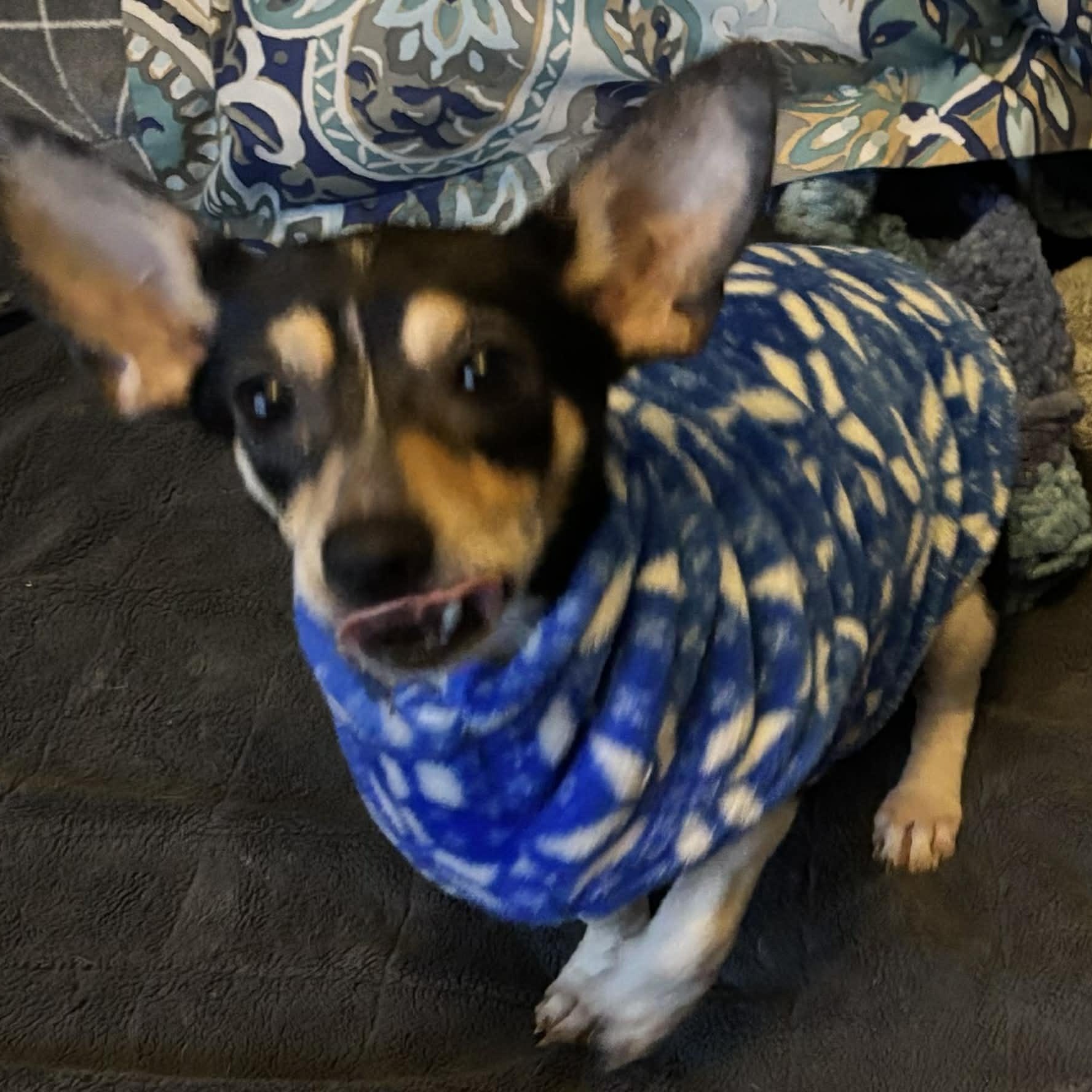 Kiva (and Cece), a ADOPTABLE mixed breed in Windsor, ON image 4/6