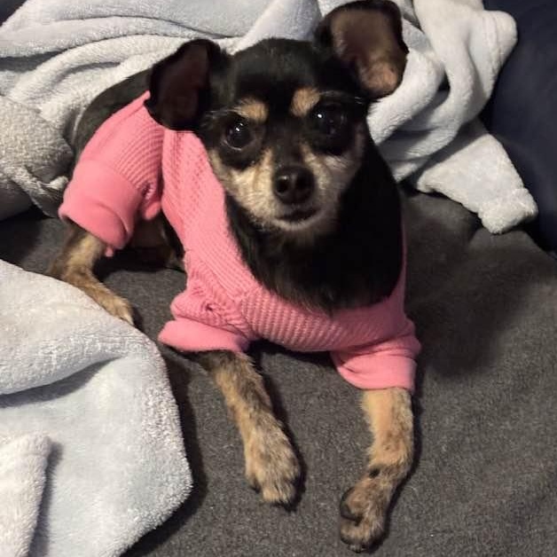 Kiva (and Cece), ADOPTABLE, Adult Female Chihuahua.