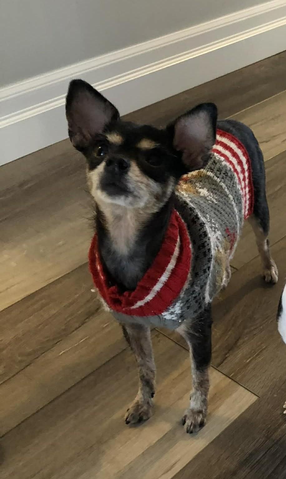 Kiva (and Cece), ADOPTABLE, Adult Female Chihuahua.