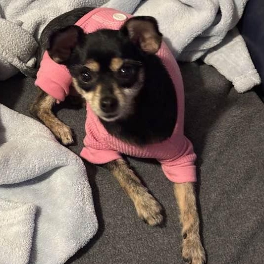 Enlarge Kiva (and Cece), a ADOPTABLE mixed breed in Port Perry, ON image 3/6