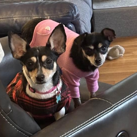 Enlarge Kiva (and Cece), a ADOPTABLE mixed breed in Port Perry, ON image 6/6