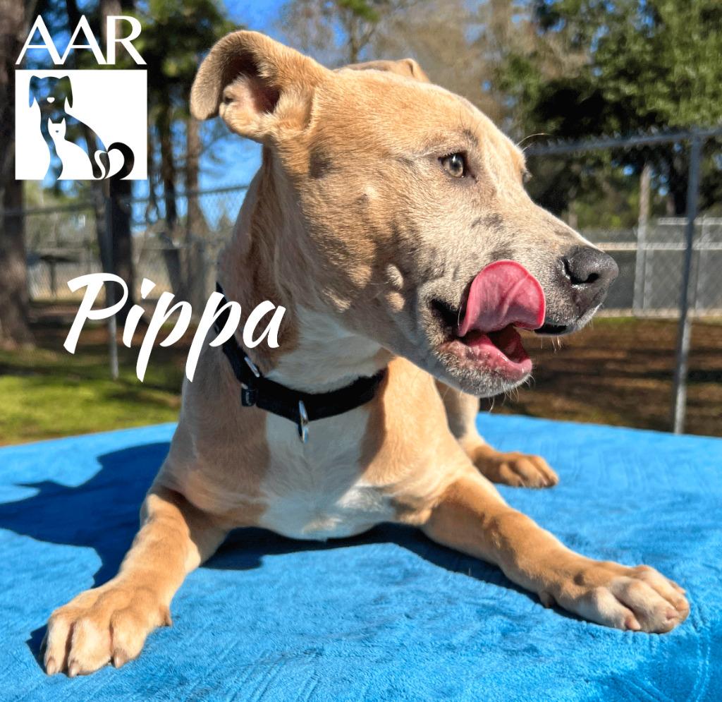 Pippa, a Adoptable mixed breed in Magnolia, TX image 3/6