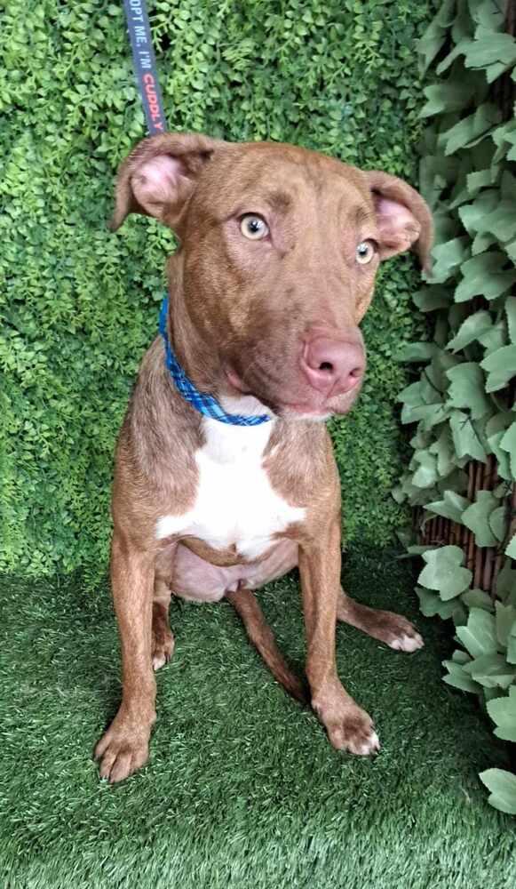 Enlarge Tannis, a Adopted mixed breed in San Francisco, CA image 2/4