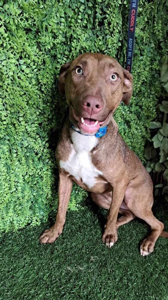 Enlarge Tannis, a Adopted mixed breed in San Francisco, CA image 3/4