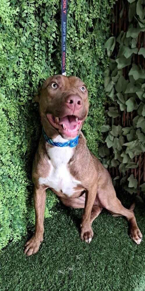 Enlarge Tannis, a Adopted mixed breed in San Francisco, CA image 4/4