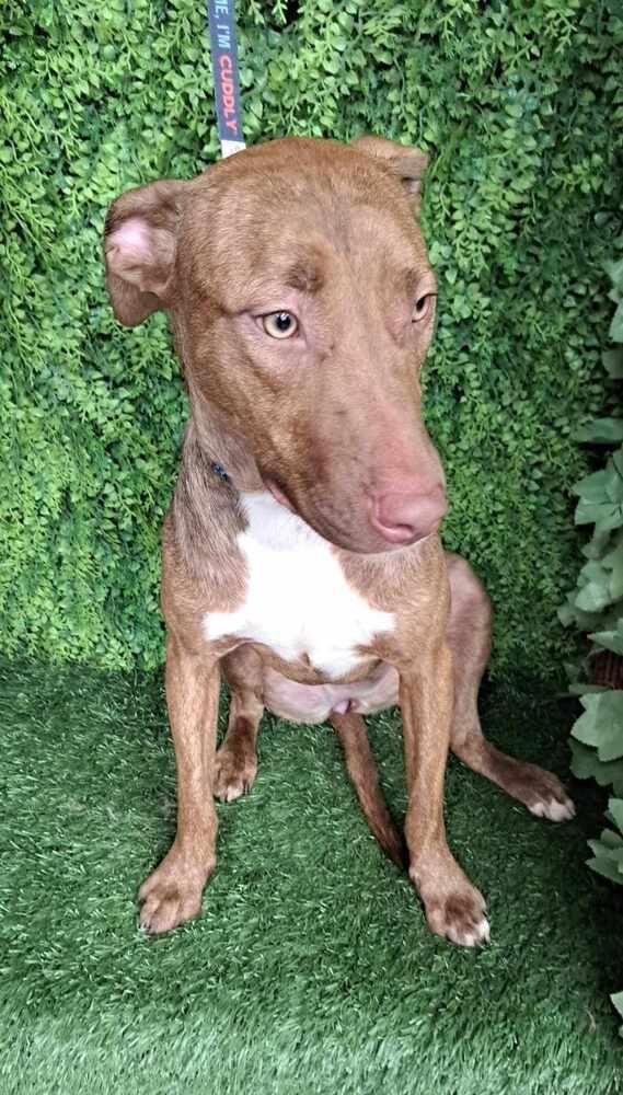 Tannis, a Adopted mixed breed in San Francisco, CA image 5/6