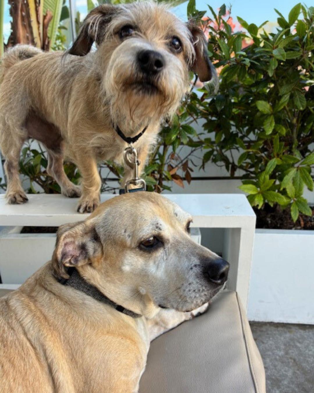 Enlarge Daisy and George (Bonded Pair), a Adoptable mixed breed in Valley Village, CA image 6/6