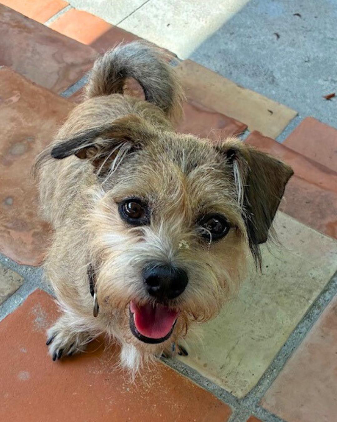 Enlarge Daisy and George (Bonded Pair), a Adoptable mixed breed in Valley Village, CA image 3/6