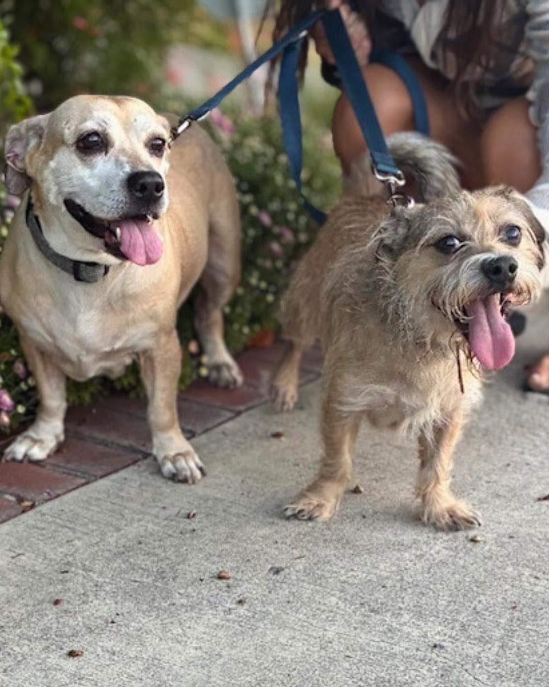 Enlarge Daisy and George (Bonded Pair), a Adoptable mixed breed in Valley Village, CA image 4/6