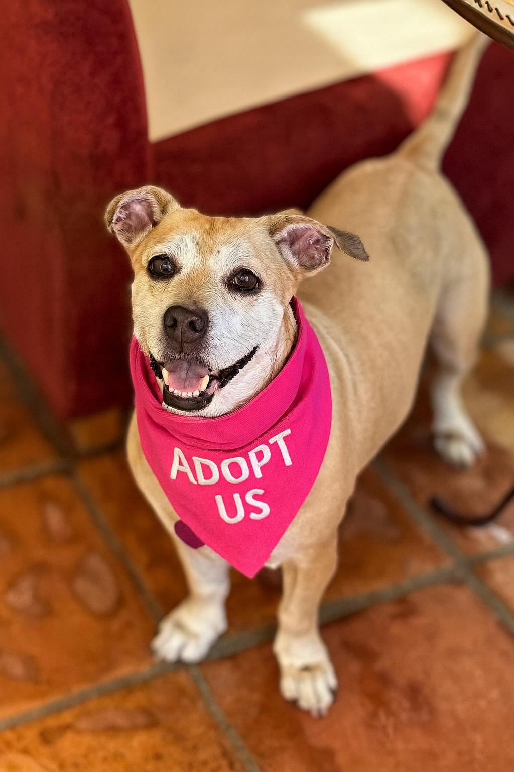 Enlarge Daisy and George (Bonded Pair), a Adoptable mixed breed in Valley Village, CA image 5/6