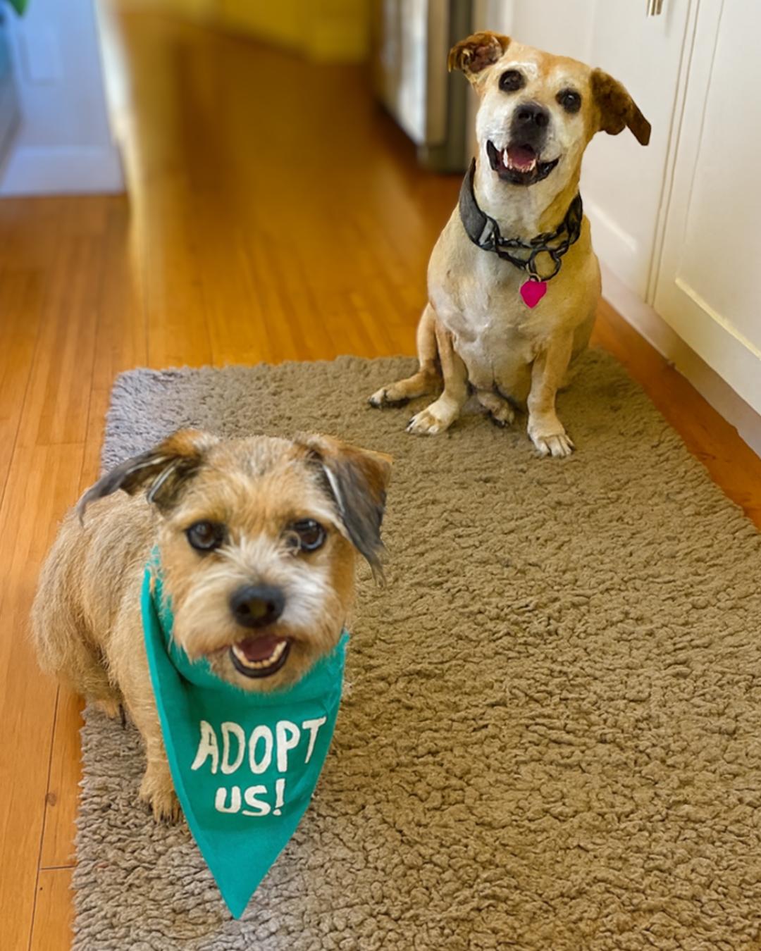 Enlarge Daisy and George (Bonded Pair), a Adoptable mixed breed in Valley Village, CA image 1/6