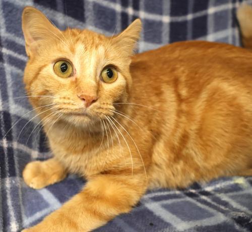 Brami, Adoptable, Adult Female Domestic Short Hair.