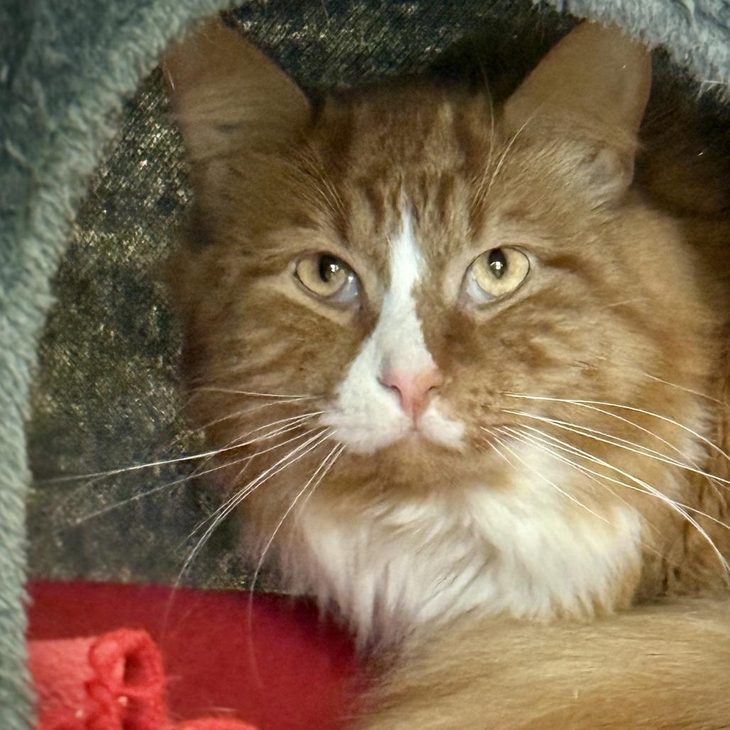 Cheddar, ADOPTABLE, Adult Male Domestic Long Hair.