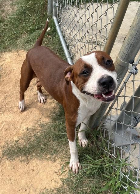 RODGER, Adoptable, Young Male Pit Bull Terrier & Mixed Breed.