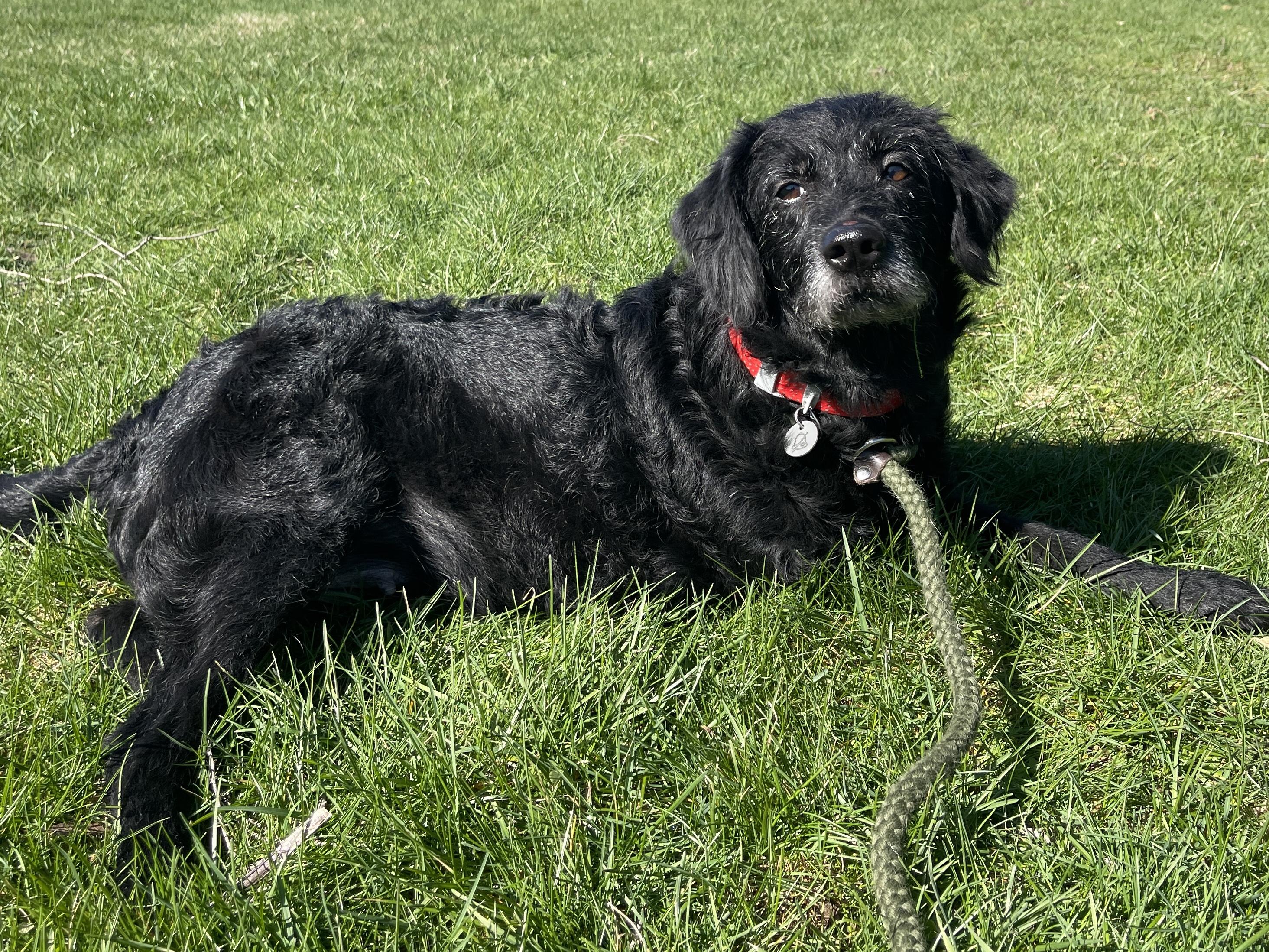 Enlarge Hope, an adopted mixed breed in Allegan, MI image 3/6