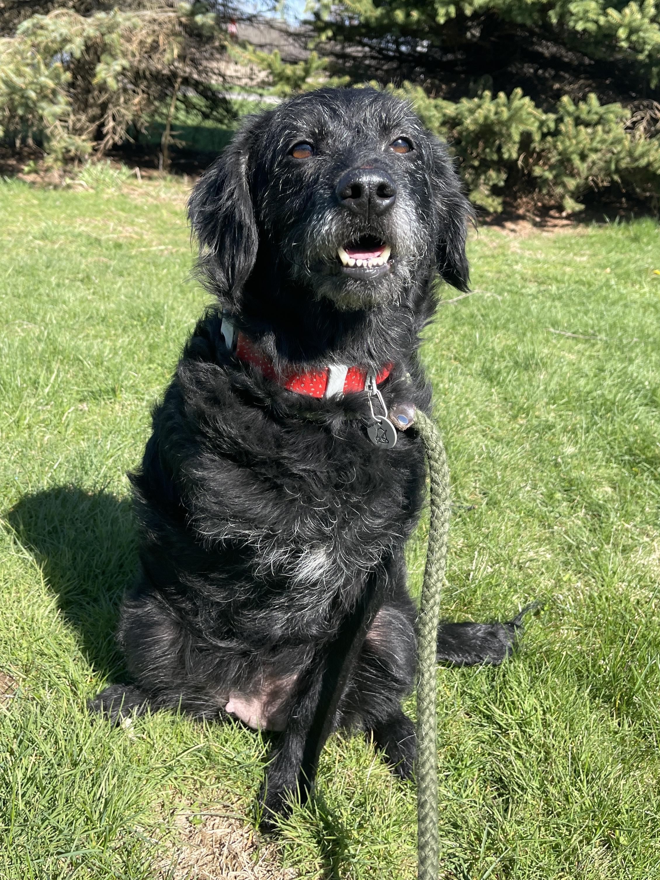 Enlarge Hope, an adopted mixed breed in Allegan, MI image 2/6