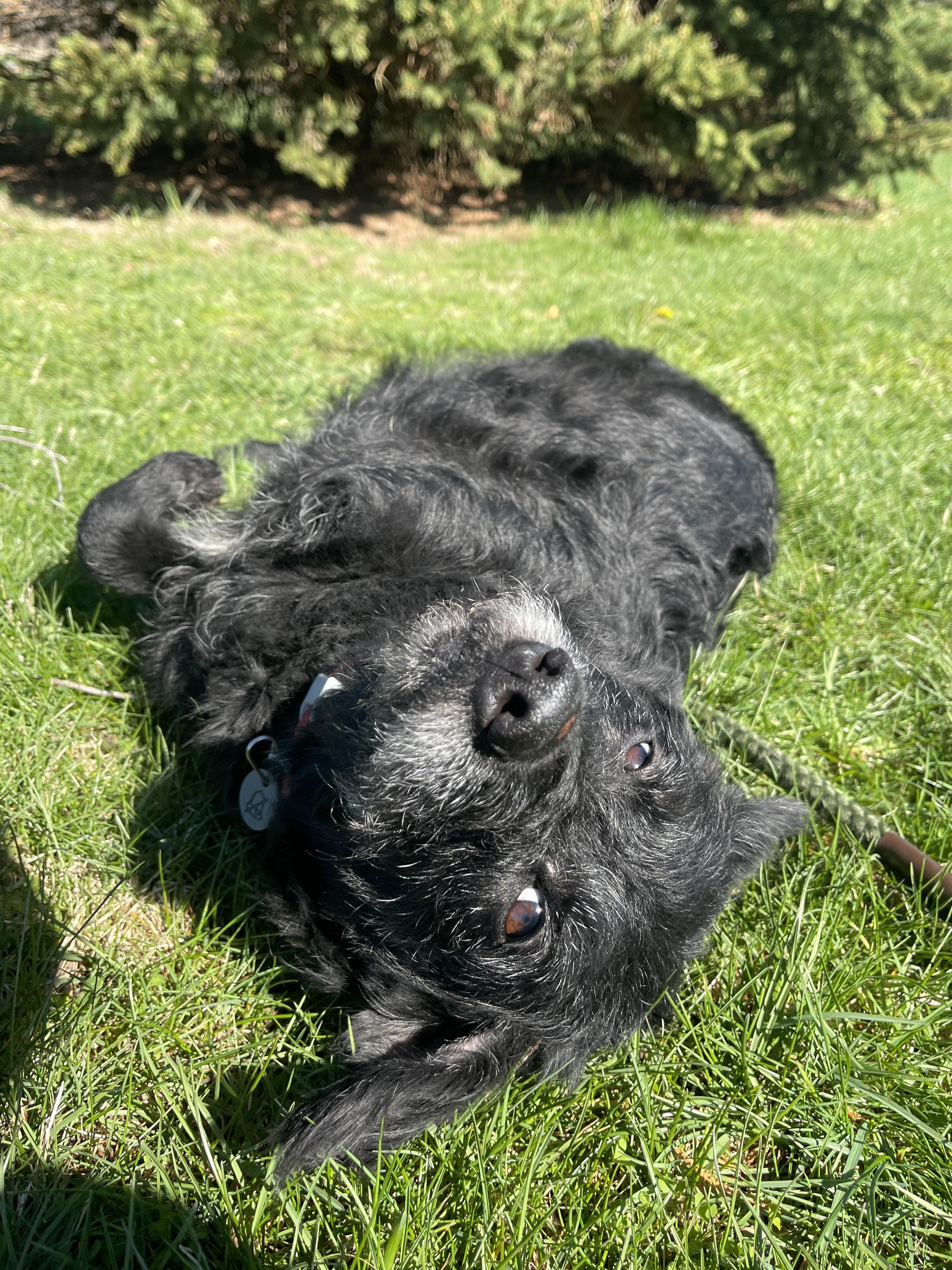 Enlarge Hope, an adopted mixed breed in Allegan, MI image 4/6