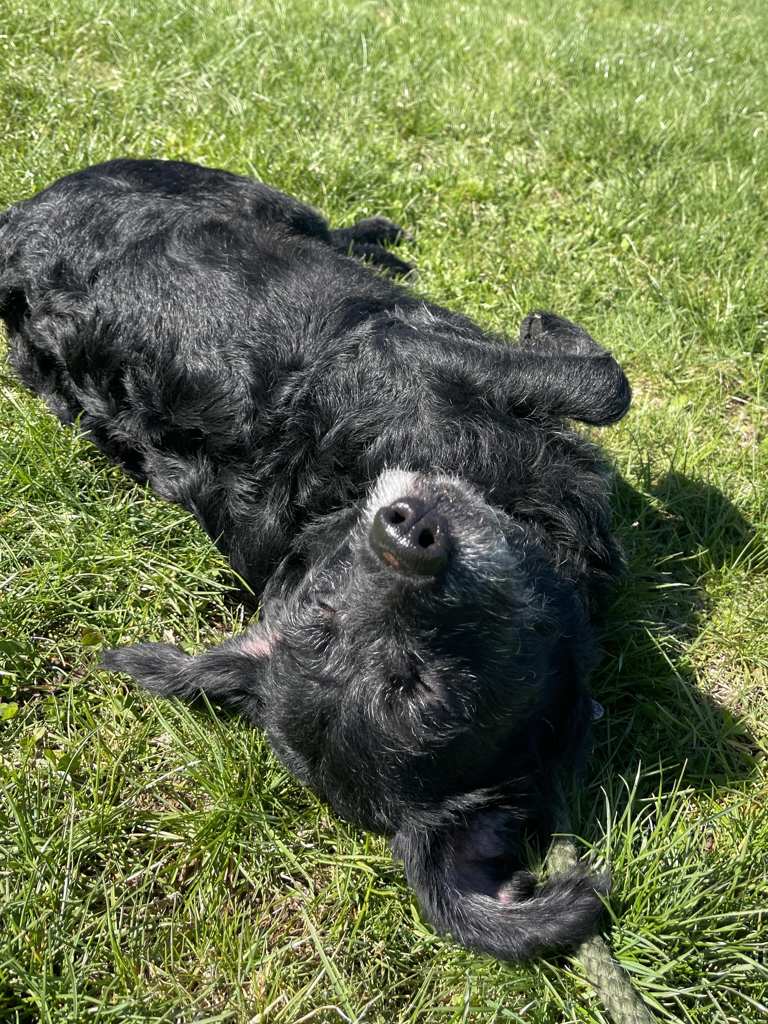Enlarge Hope, an adopted mixed breed in Allegan, MI image 6/6