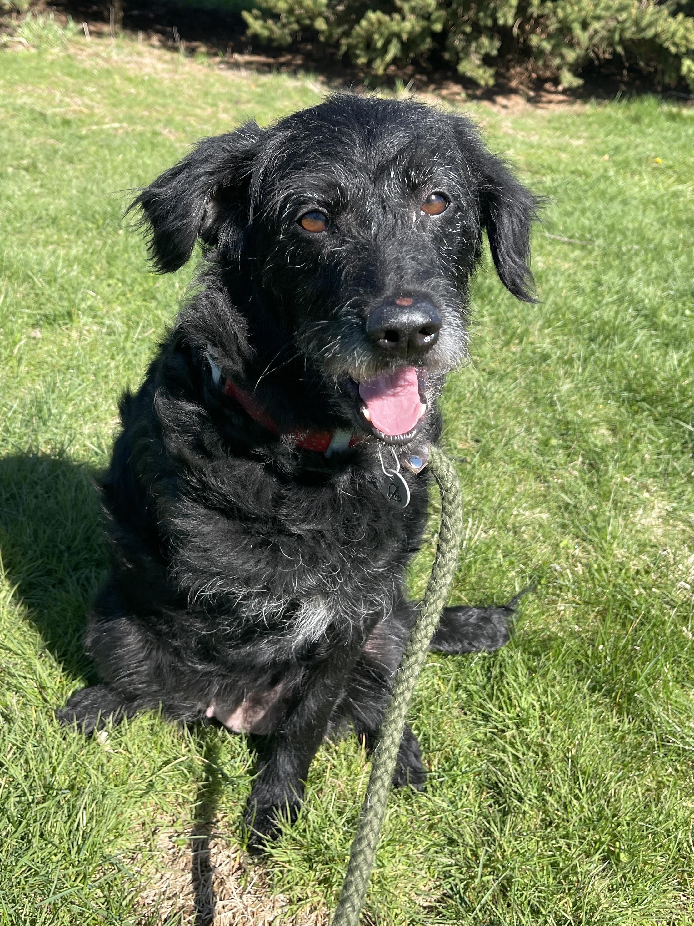 Enlarge Hope, an adopted mixed breed in Allegan, MI image 5/6