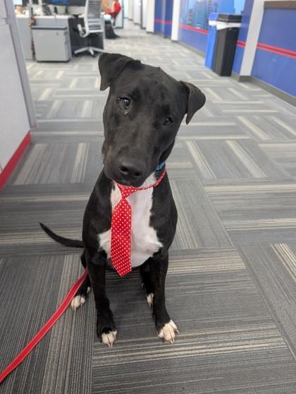 Ronald - 2, a Adoptable mixed breed in Daytona Beach, FL image 1/2