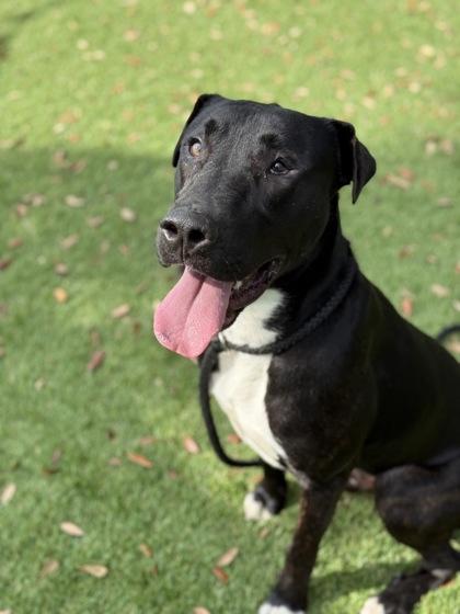 Ronald - 2, a Adoptable mixed breed in Daytona Beach, FL image 2/2