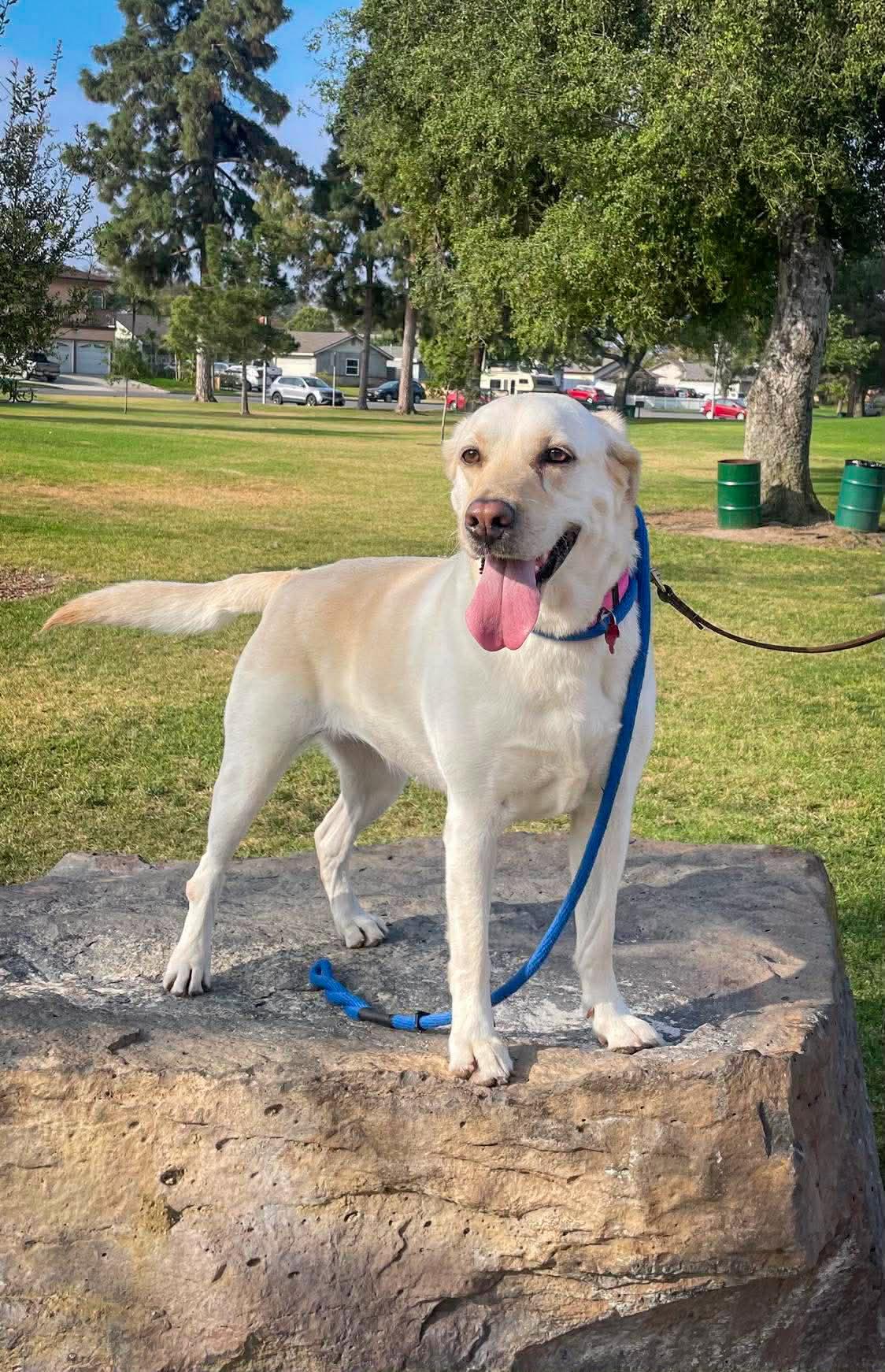 Luna, Adoptable, Adult Female Labrador Retriever.