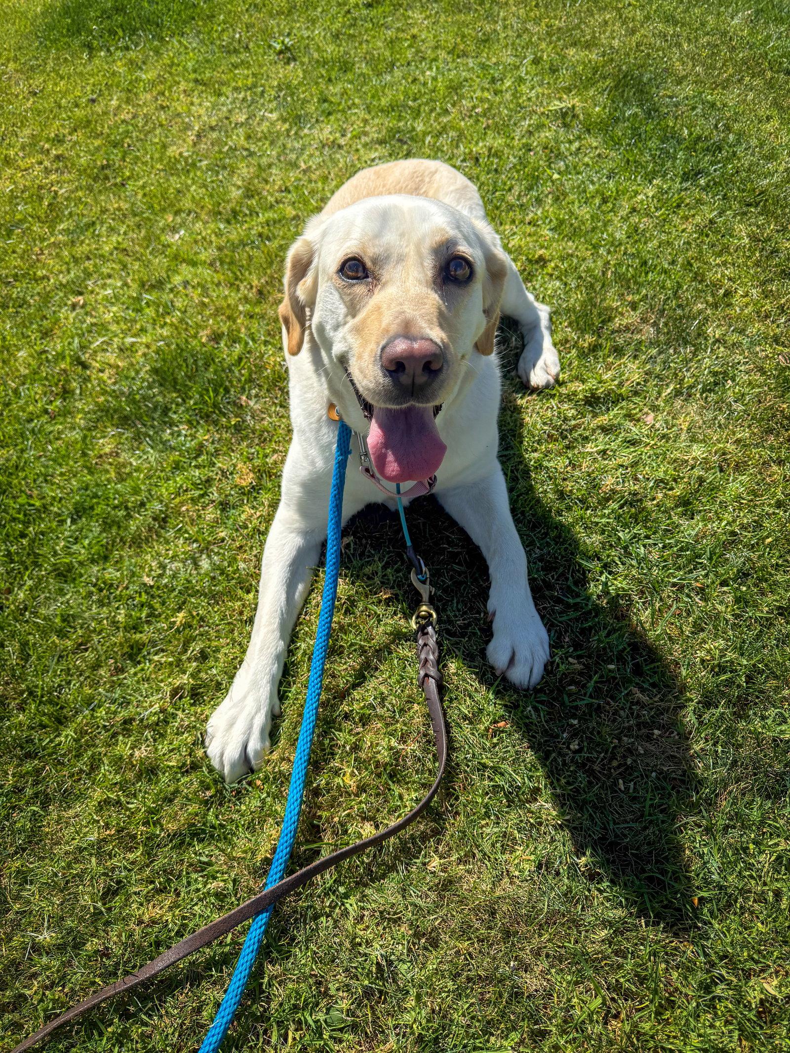 Luna, a Adoptable Labrador Retriever in San Diego, CA image 2/3