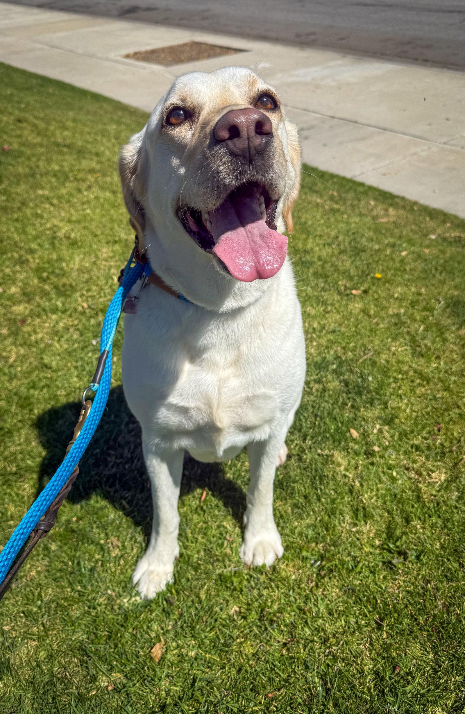 Luna, a Adoptable Labrador Retriever in San Diego, CA image 3/3