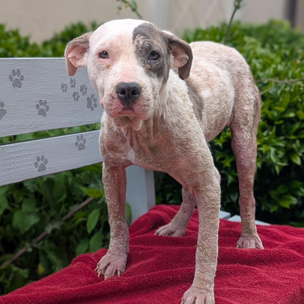 Marshmallow 05-1411, Adoptable, Young Female Pit Bull Terrier.