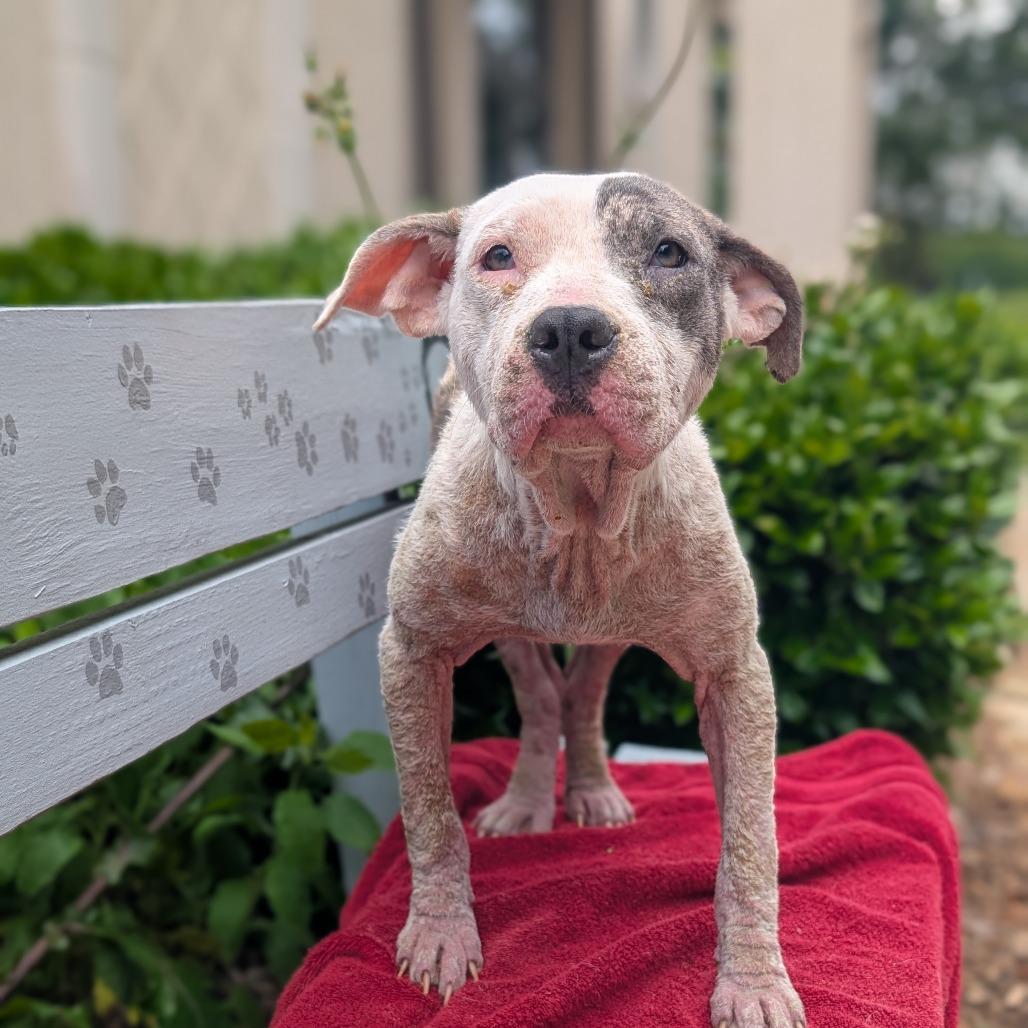 Marshmallow 05-1411, Adoptable, Young Female Pit Bull Terrier.