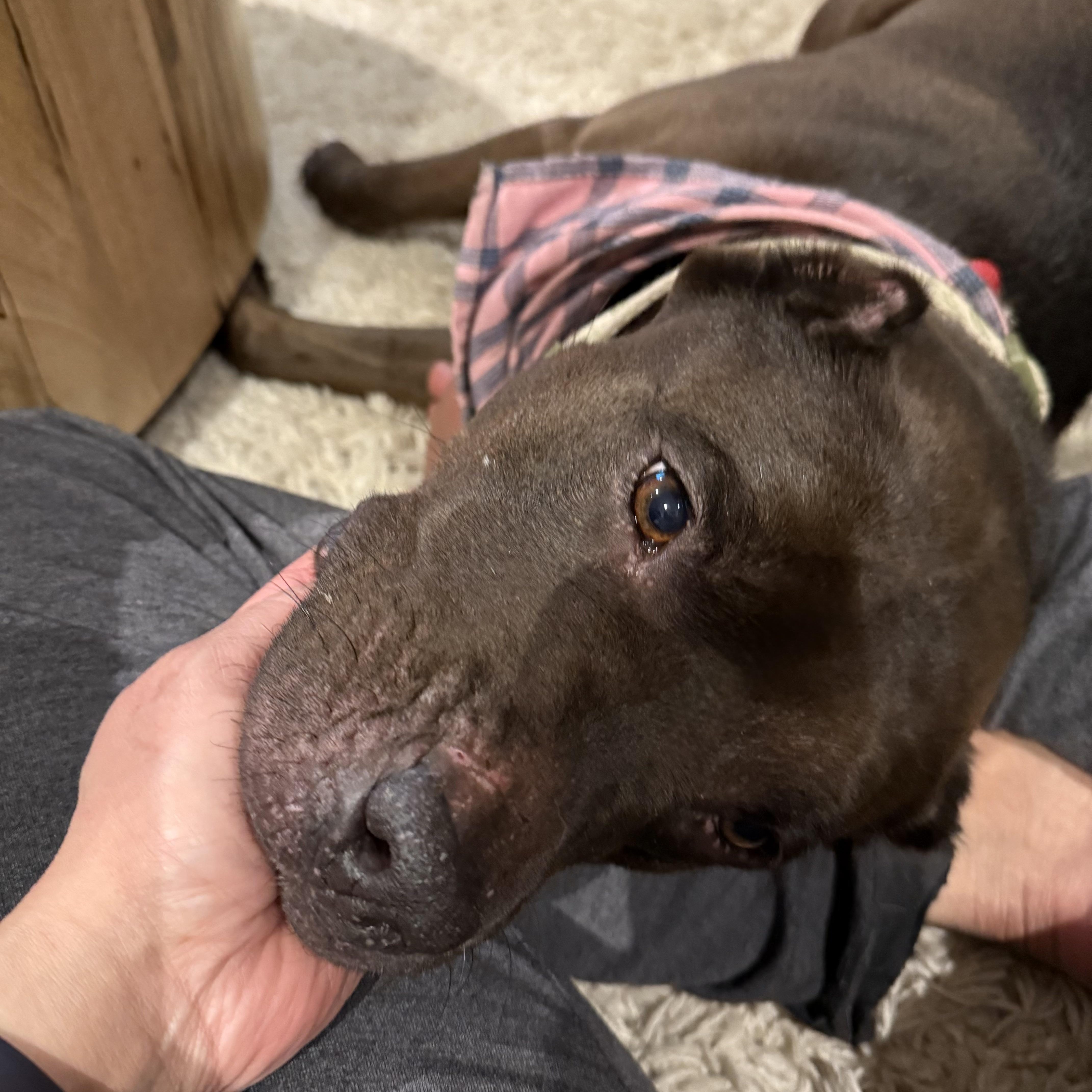 Saving Sherry: A Second thumbnail 5