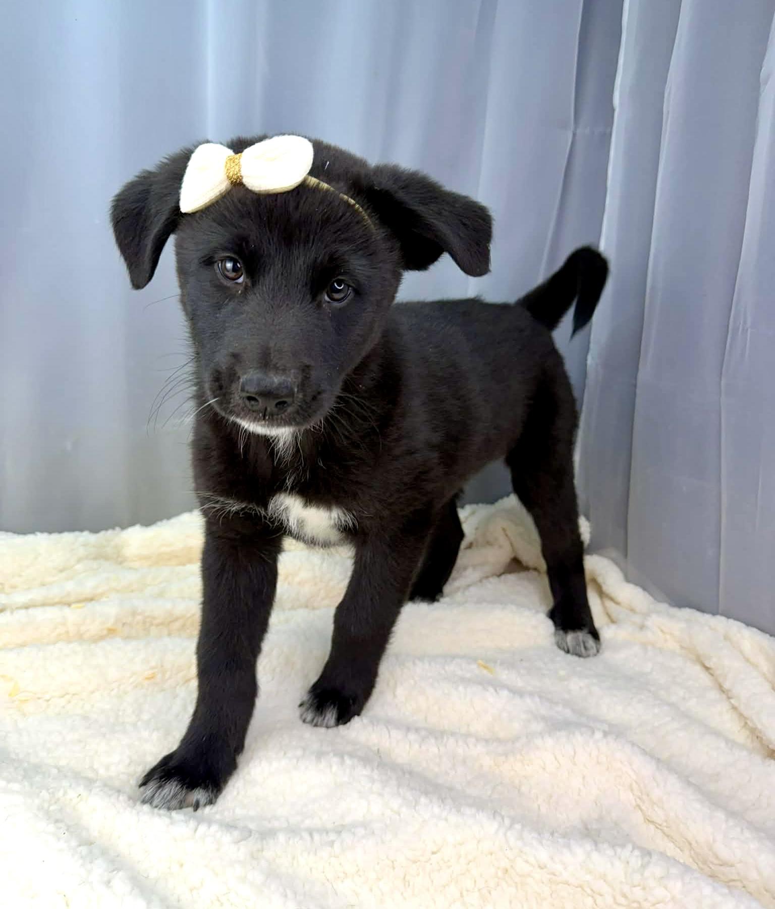 Enlarge Twiggy, an adopted mixed breed in Southfield , MI image 4/5