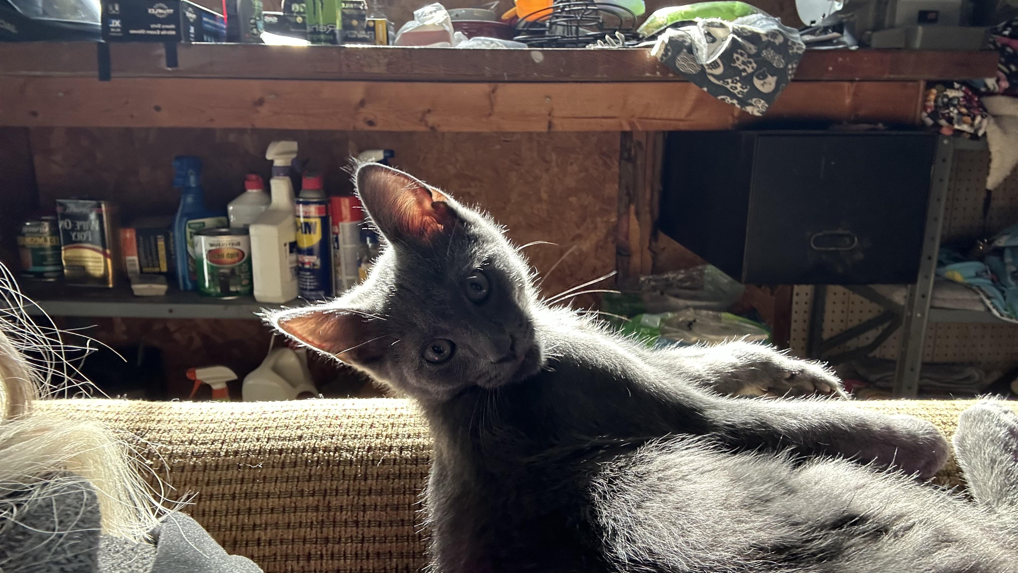 Sage, an adopted Domestic Short Hair in Monticello, IN image 5/6