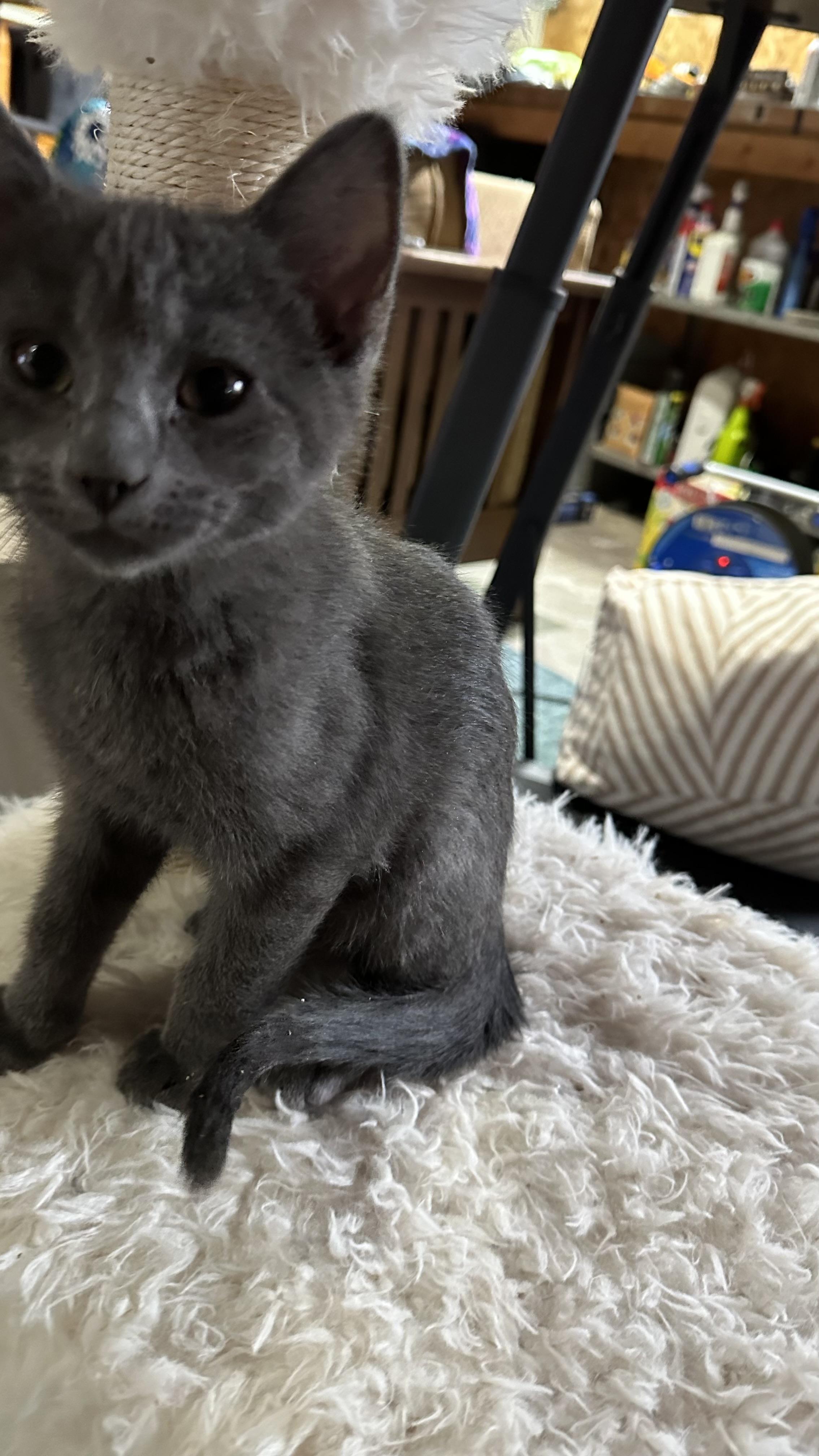 Enlarge Sage, a ADOPTABLE Domestic Short Hair in Monticello, IN image 1/4