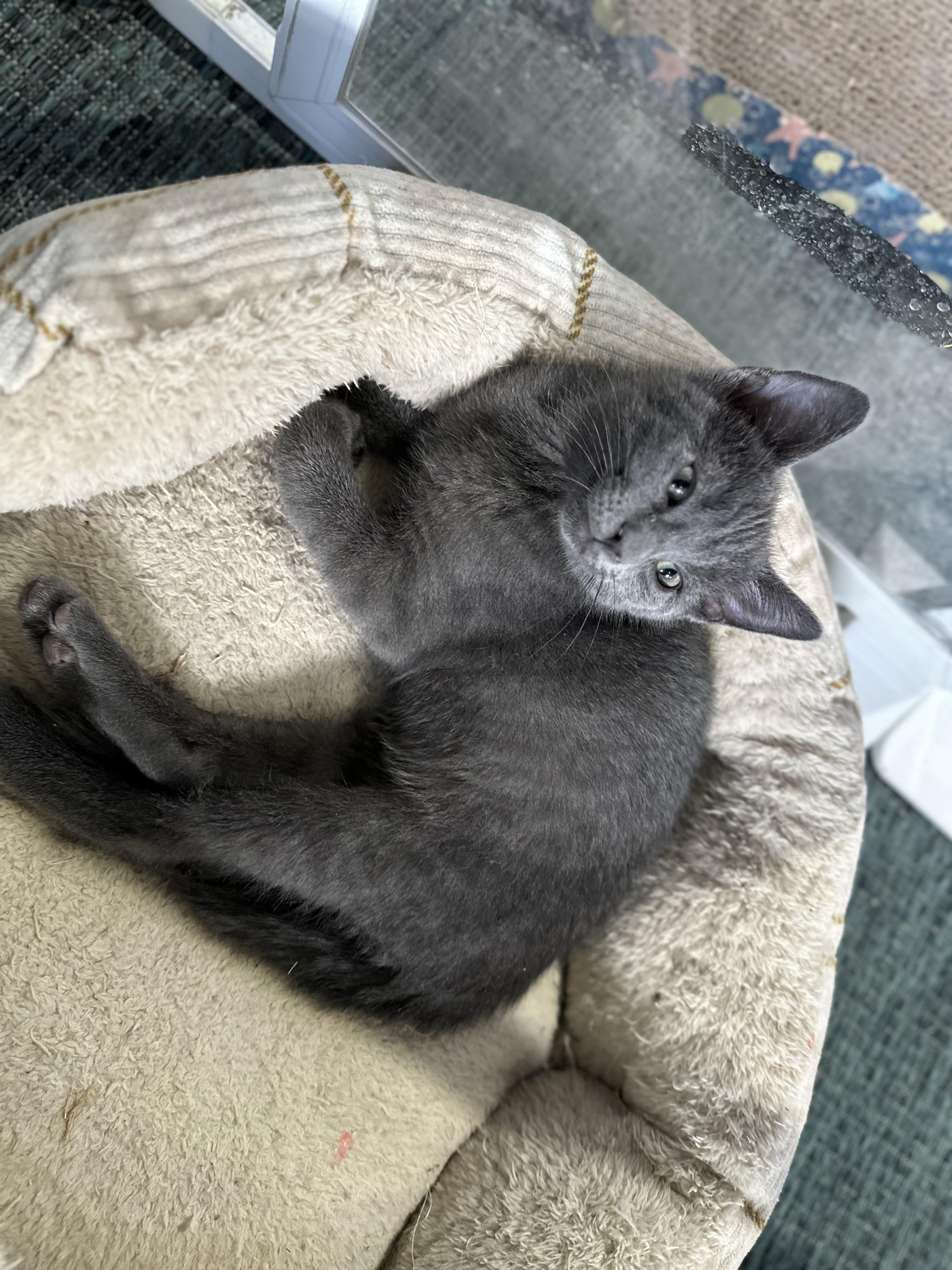 Enlarge Sage, a ADOPTABLE Domestic Short Hair in Monticello, IN image 2/4