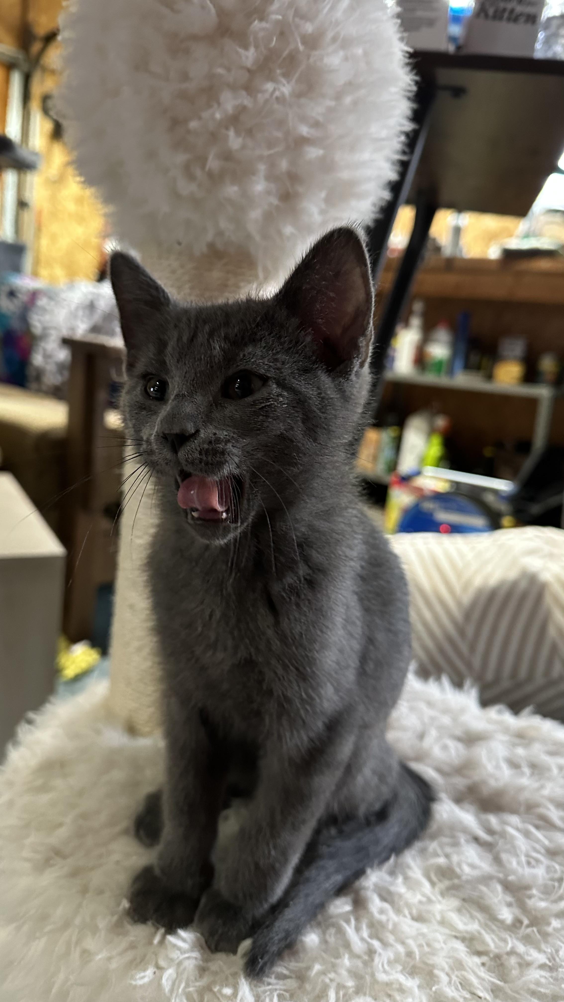 Enlarge Sage, a ADOPTABLE Domestic Short Hair in Monticello, IN image 3/4